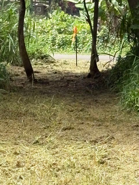 Tiny photo for 4641-F Kuawa Rd, Kilauea, HI 96754 (MLS # 724906)