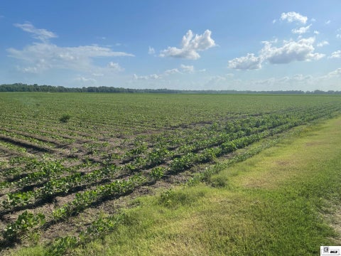 Vacant Land For Sale - CORNER BRIDGE Sunshine Road<br/> Jones, LA 71263