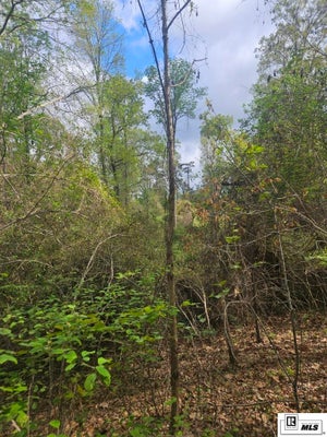 RICHARD LINDER RD, CALHOUN, LA 71225 - Image fcbf450e51953c4f2af7d7e00d06056f/3276045375