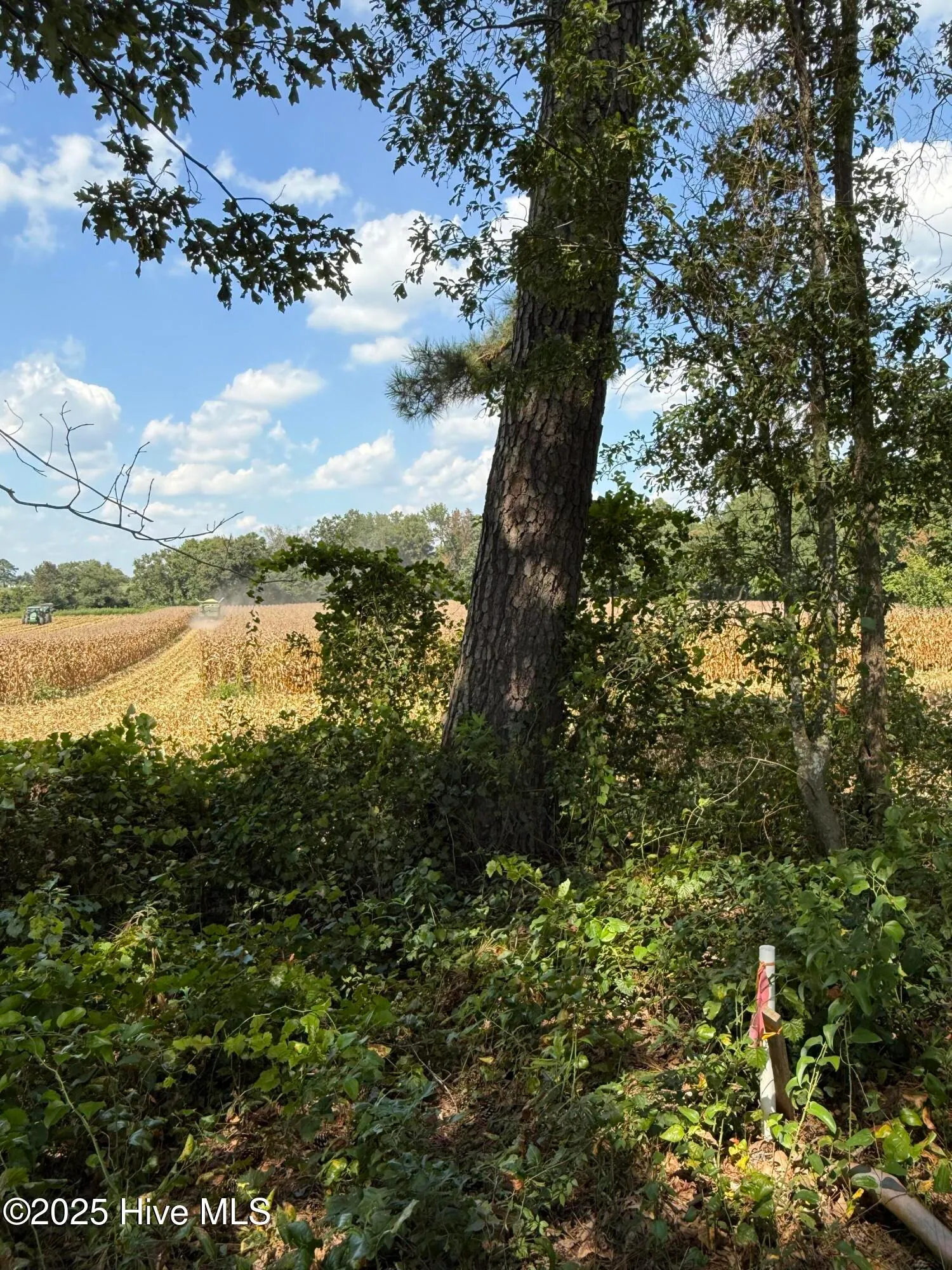 Pikeville, North Carolina 27863, United States, ,Land,Active,143488