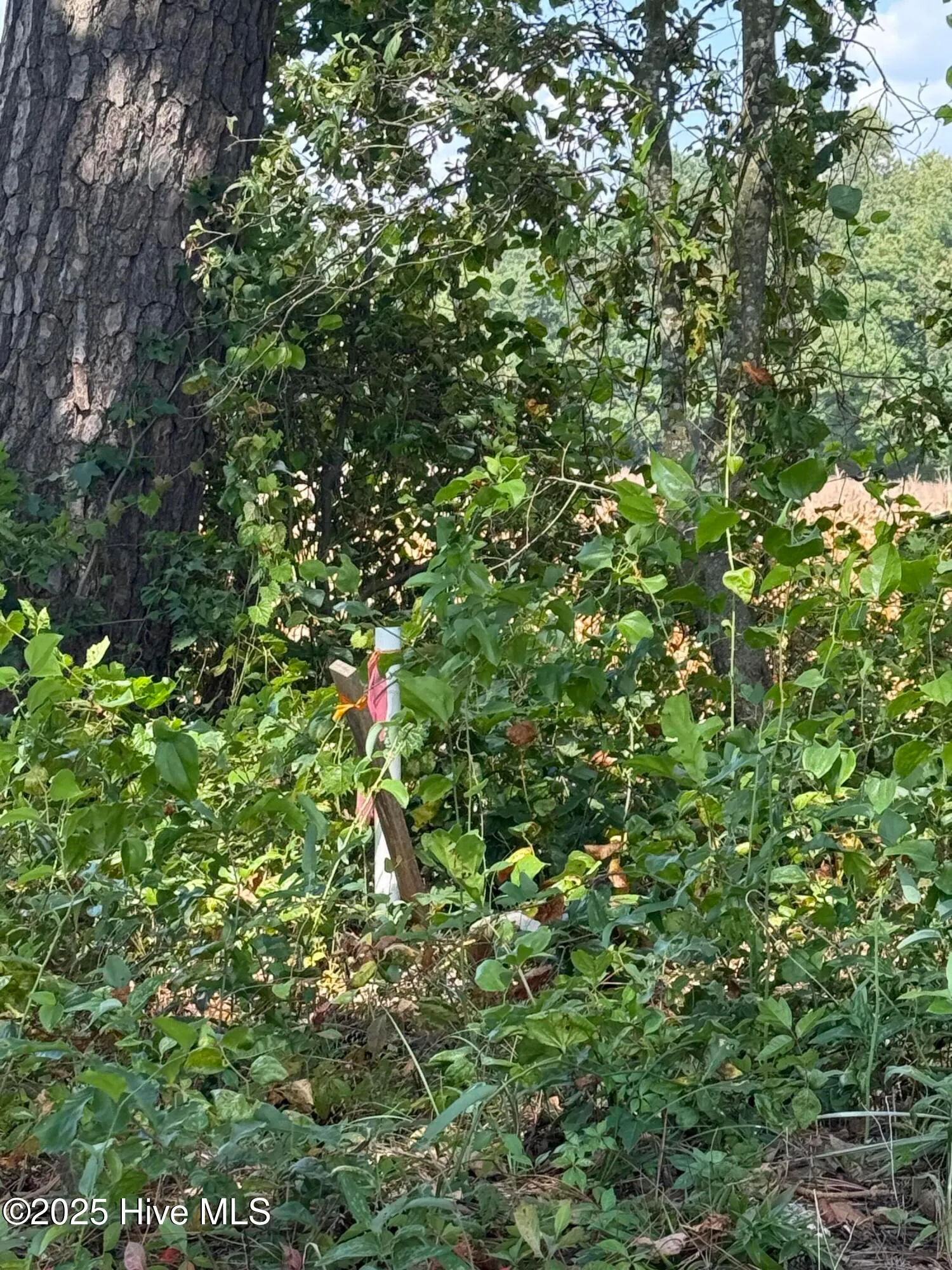 Pikeville, North Carolina 27863, United States, ,Land,Active,143488