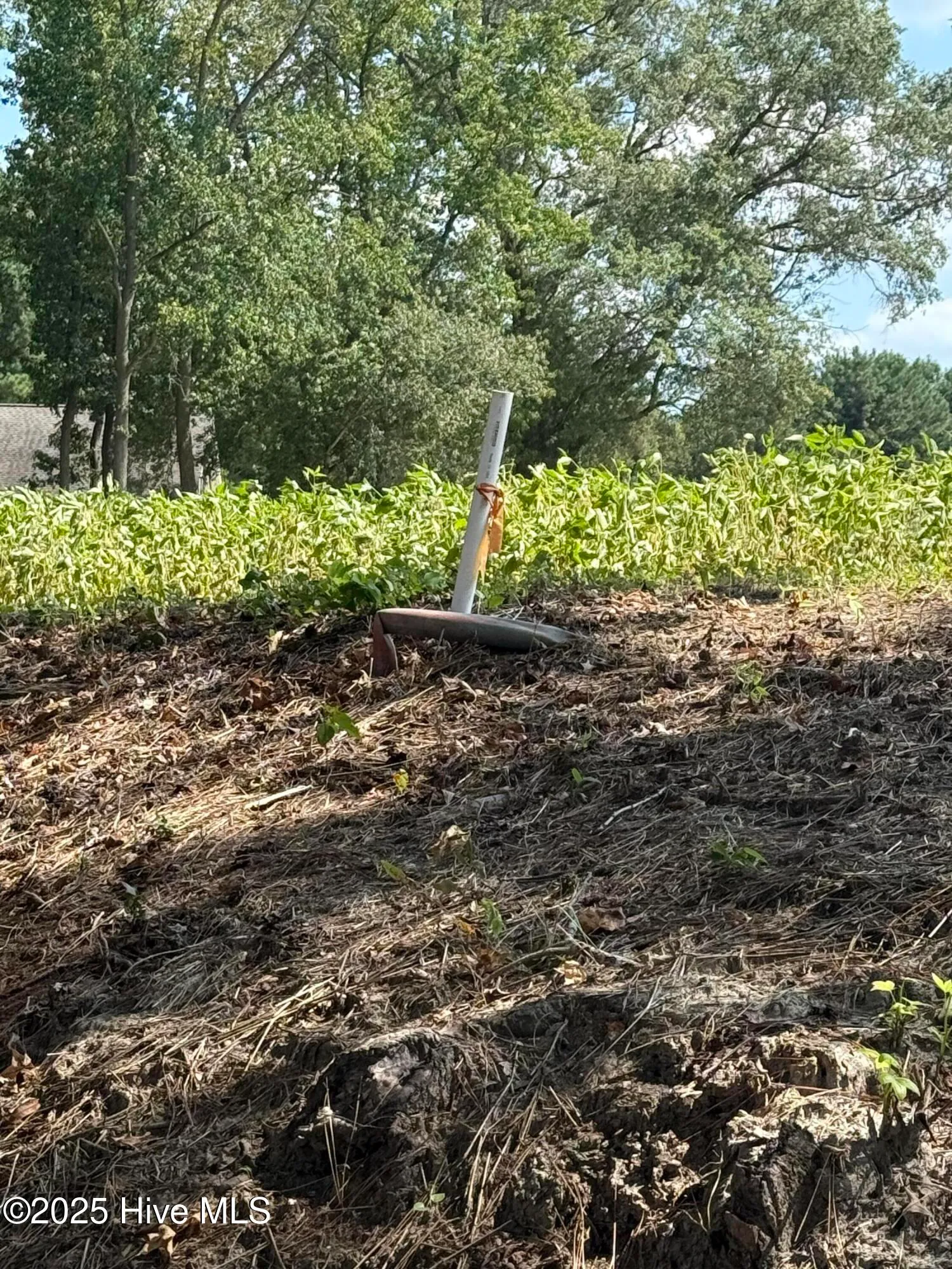 Pikeville, North Carolina 27863, United States, ,Land,Active,143488