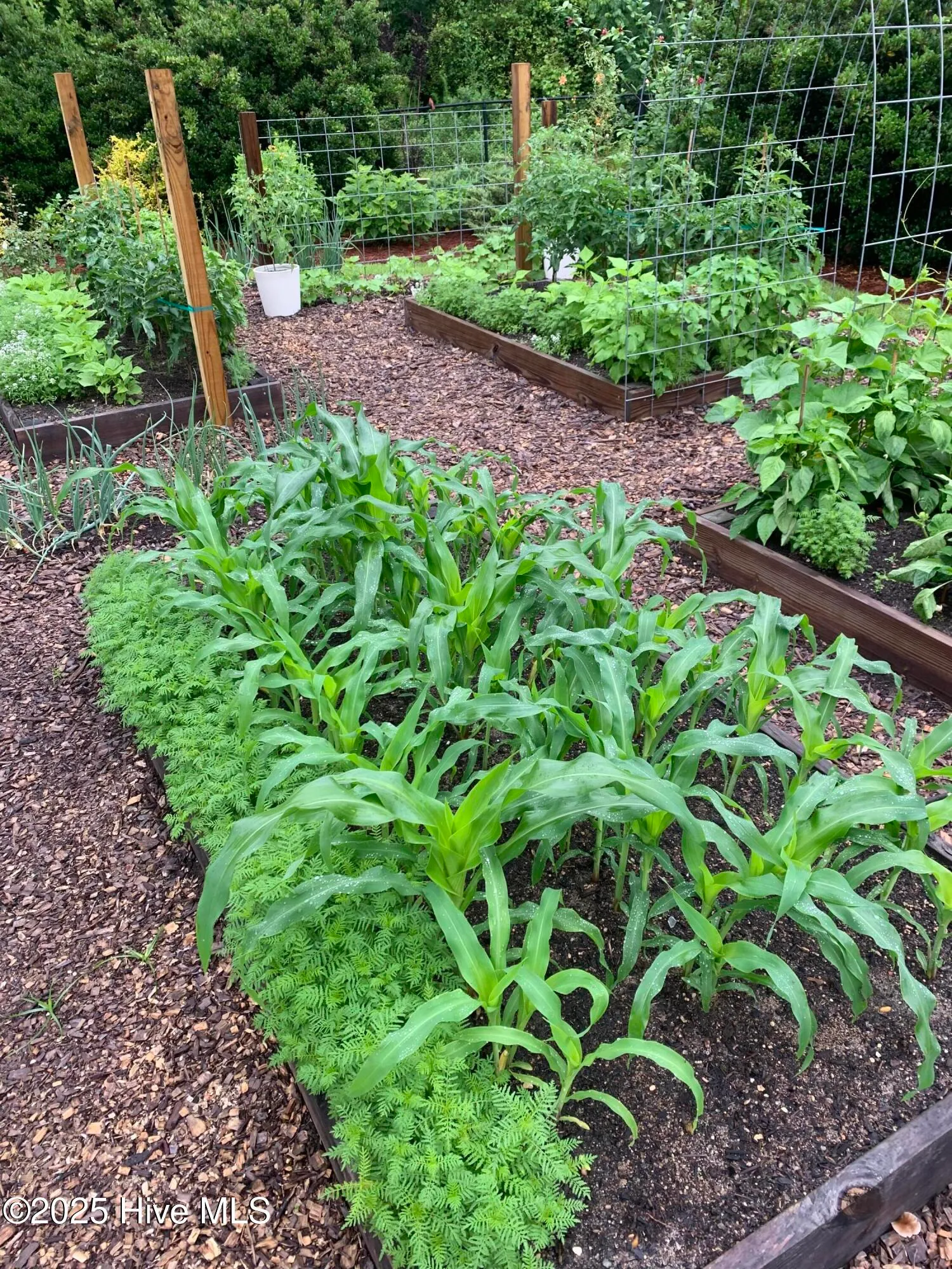 Goldsboro, North Carolina 27530, United States, 4 Bedrooms Bedrooms, ,3 BathroomsBathrooms,Residential,Pending,188480