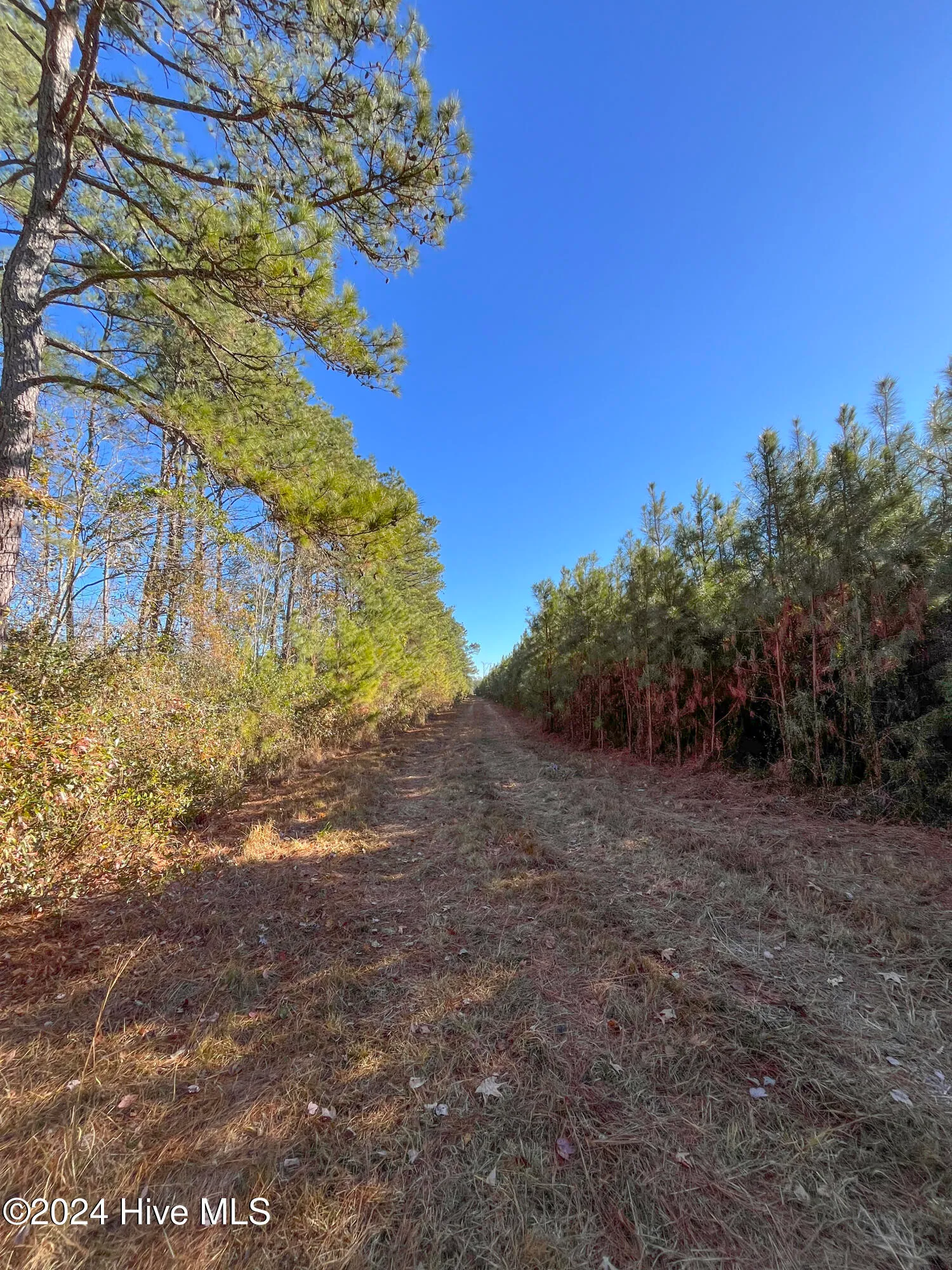 Willard, North Carolina 28478, United States, ,Land,Pending,27549