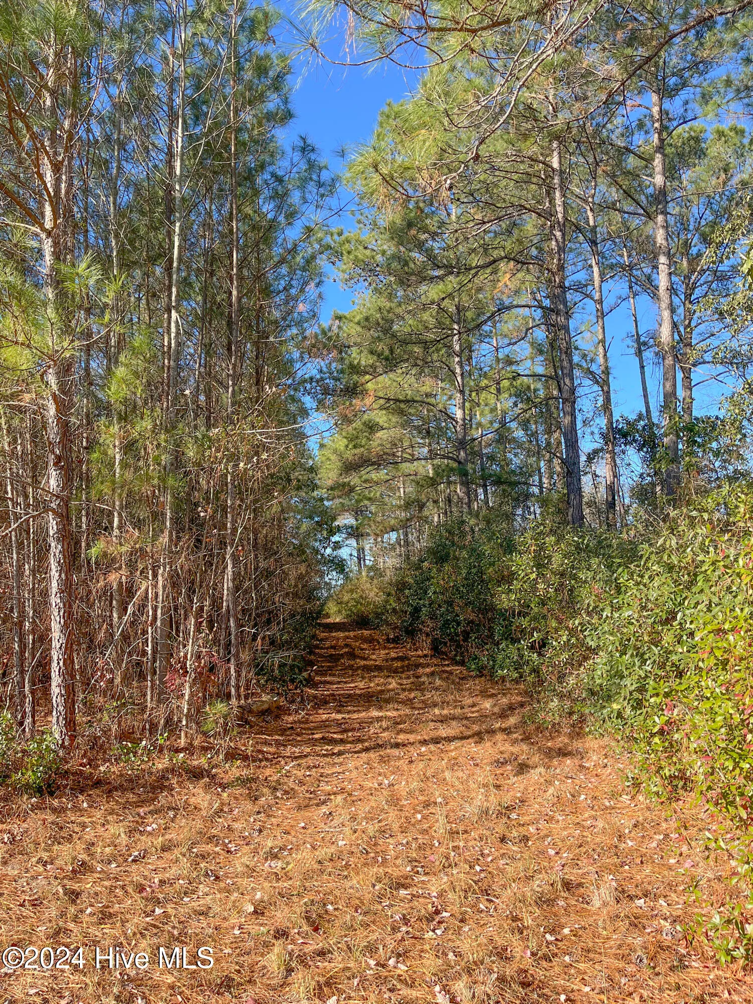 Willard, North Carolina 28478, United States, ,Land,Pending,27549