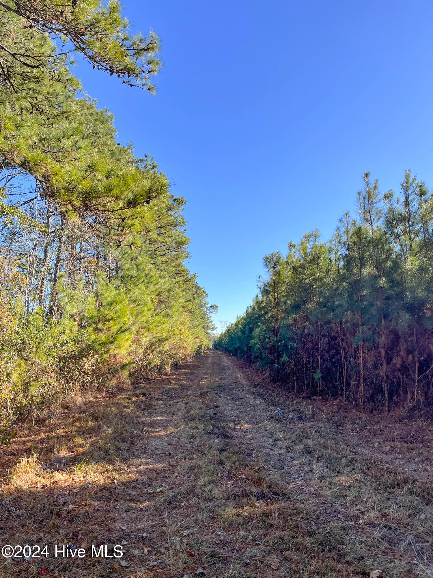 Willard, North Carolina 28478, United States, ,Land,Pending,27549