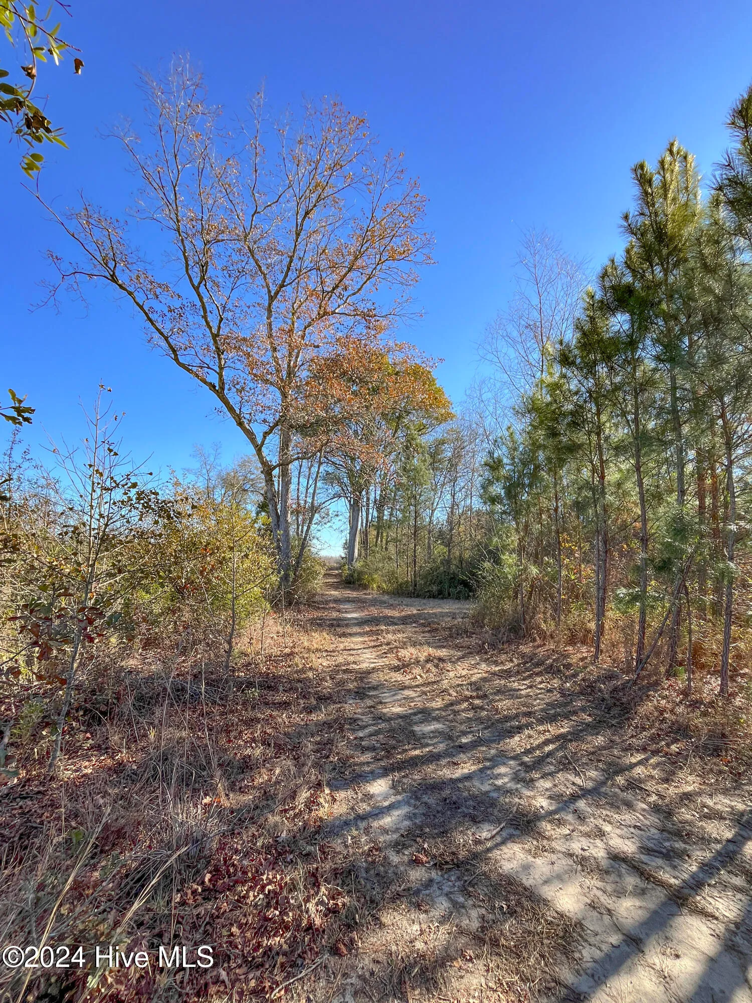 Willard, North Carolina 28478, United States, ,Land,Pending,27549