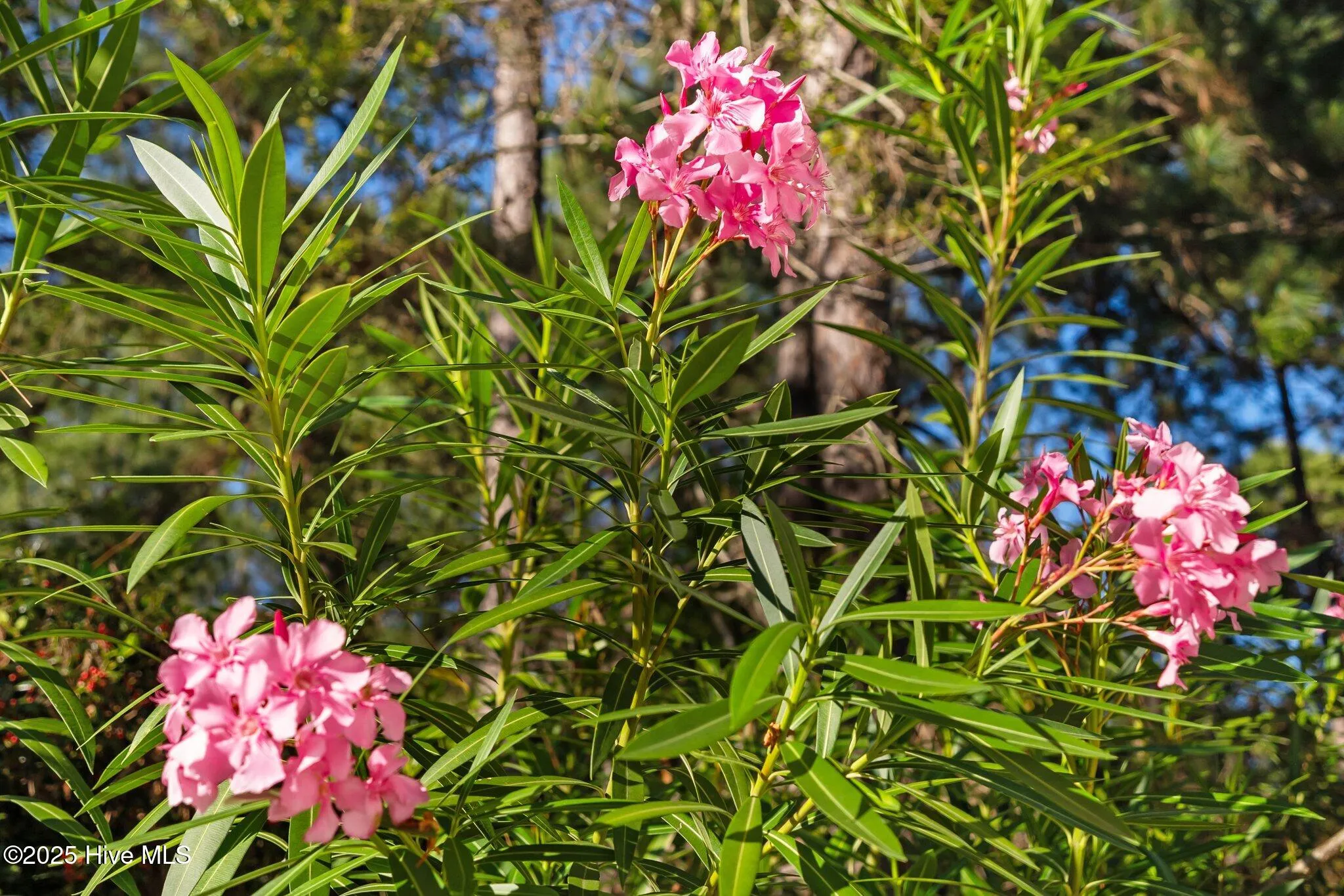 Southport, North Carolina 28461, United States, 3 Bedrooms Bedrooms, ,2 BathroomsBathrooms,Residential,Active,136418