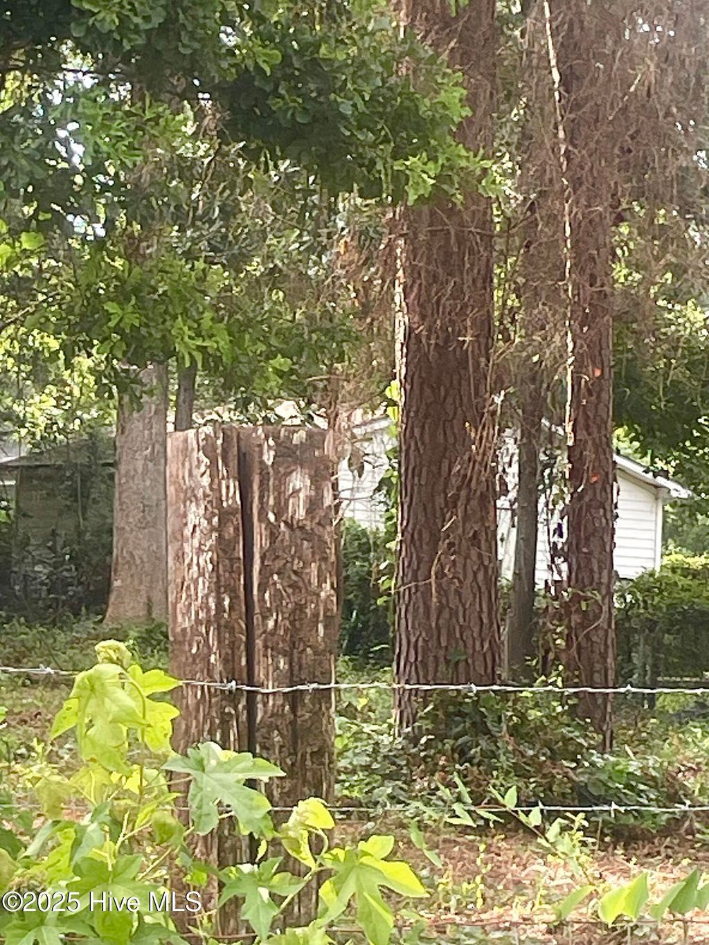 Photo of 205 Nancy Drive, Dudley, NC 28333 (MLS # 100538706)