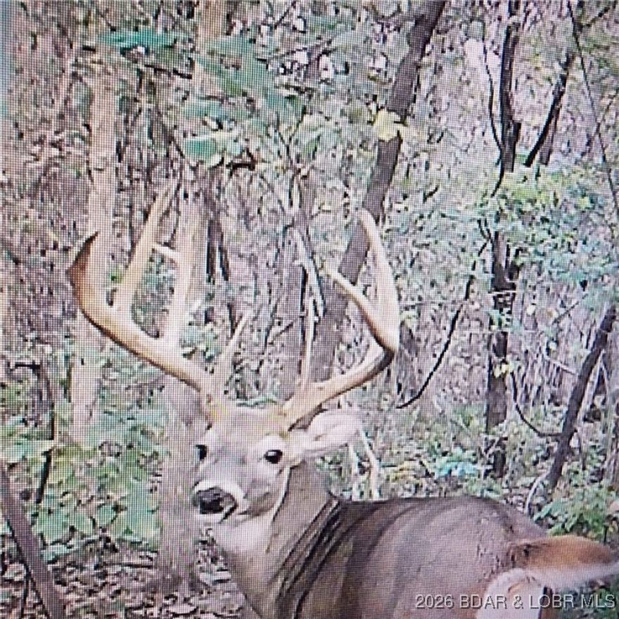 While exploring the property you'll find diverse features, from wet weather creeks and waterfalls, to rocky outcroppings, a small glade area, and an abundance of wildlife. Recently, some mature oaks were taken off the property to open the canopy for new growth. This has provided miles of trails throughout! Some home building sites have already been cleared as well. 4 tracts are accessed by a new road put in that runs across a long ridge top, the others are accessed of the paved road. Some of the close by amenities and attractions that are less than 10 minutes away include, Camdenton, Lake Valley Golf Club, Old Kinderhook golf course, HaHa Tonka State Park, and the Larry Gale Boat Ramp that is less than 2 miles away! Don't miss out!