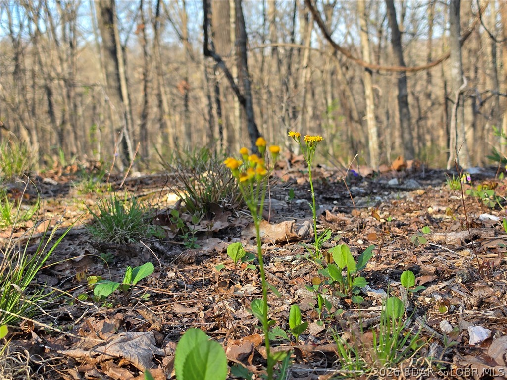 Forbes Lake of the Ozarks - Land