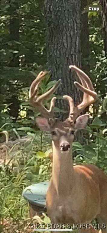 Cranes - Residential