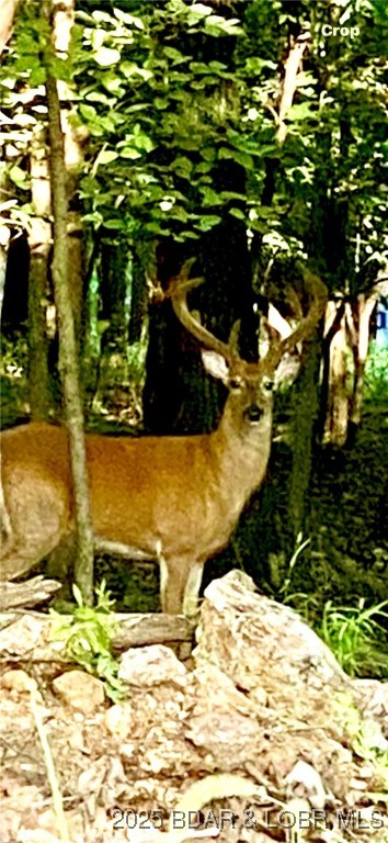 Cranes - Residential