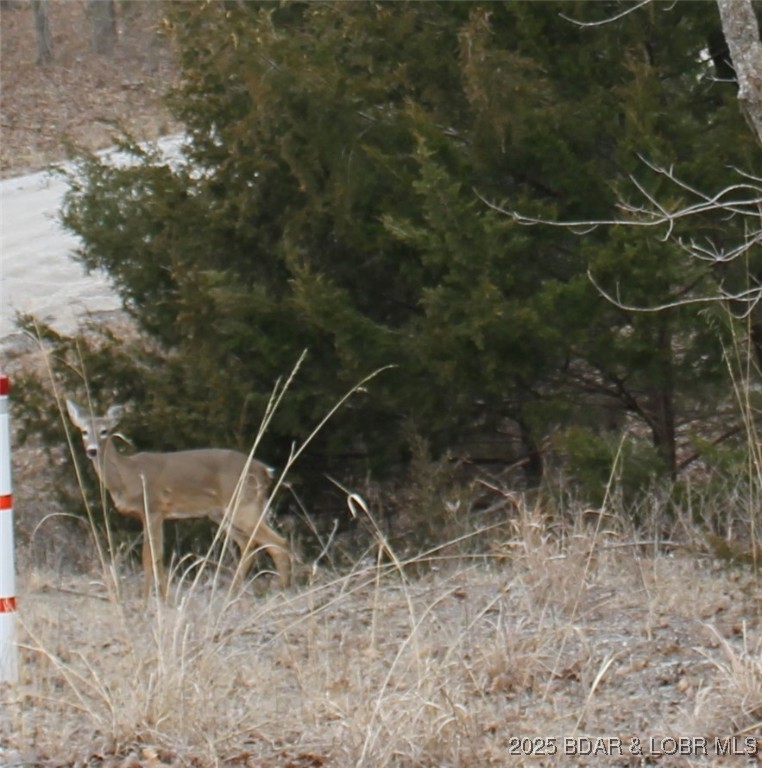 Forbes Lake of the Ozarks - Land