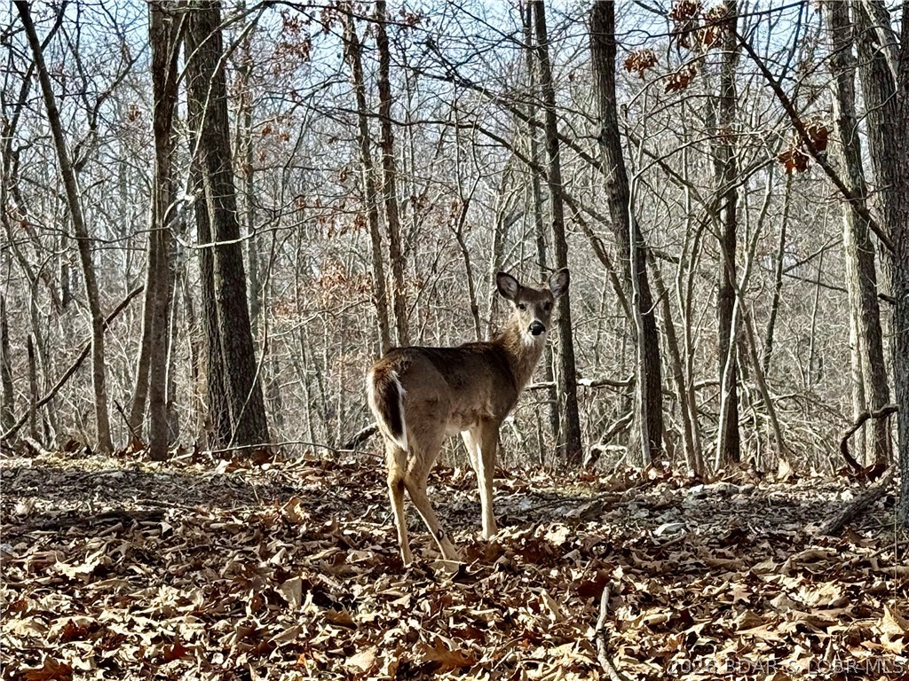 Coffman Bend #1 - Land