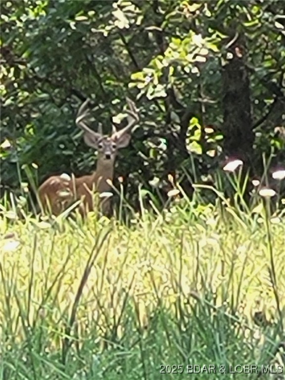 Forbes Lake of the Ozarks - Land