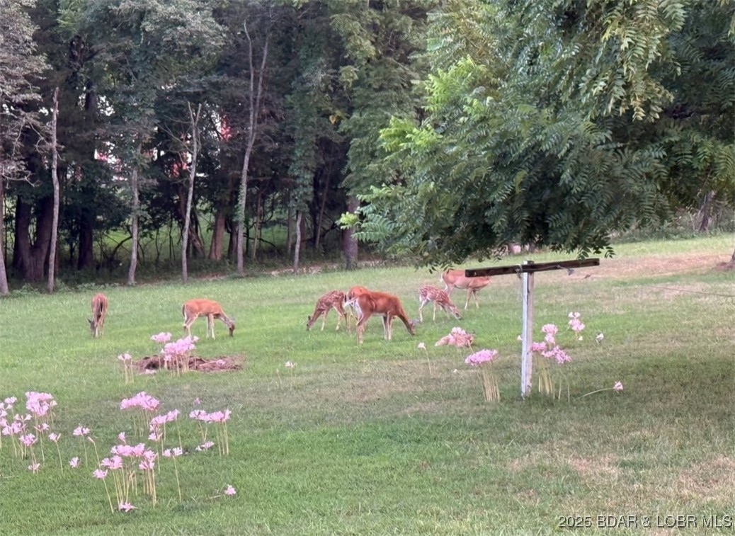 Green Lawn - Residential