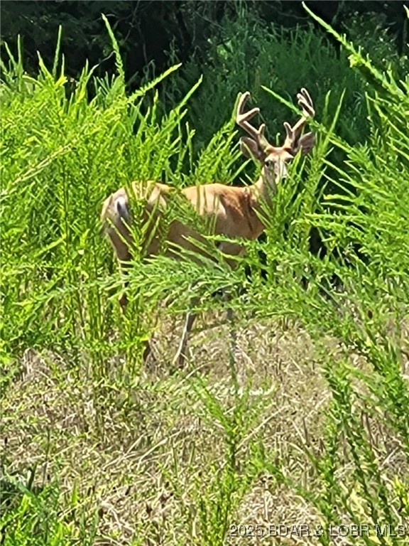 Forbes Lake of the Ozarks - Land