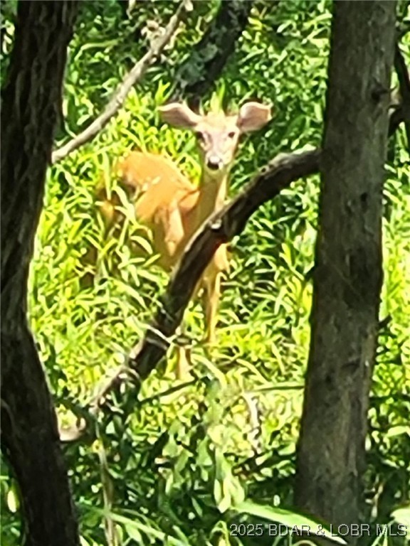 Forbes Lake of the Ozarks - Land