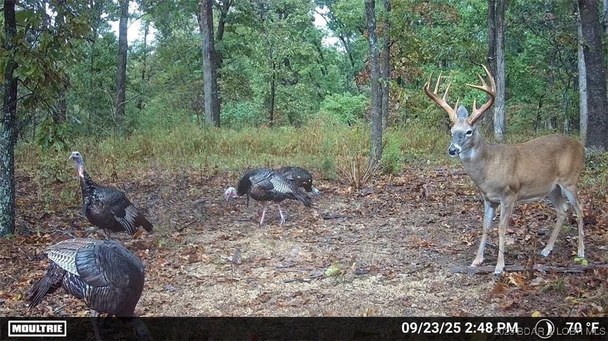 Plantation Ridge - Land