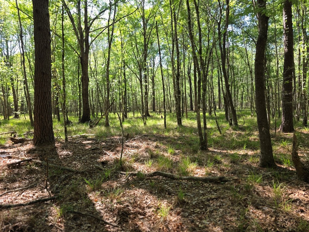 40.9 AC W US Hwy 190