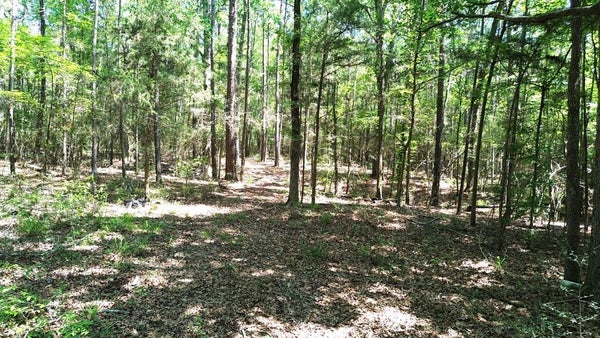 COUNTY RD 4720, RATCLIFF, TX 75858 - Image 435f621955a8dab89a1fbae703f5a7b2/938663670