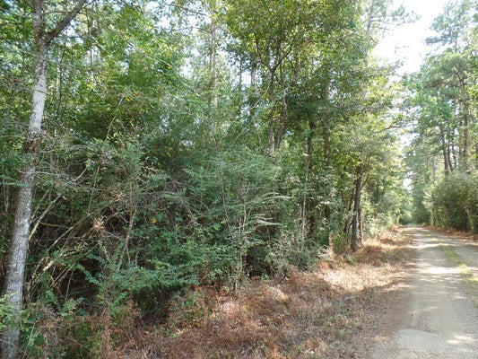 931 COUNTY RD 580, CALL, TX 75933 - Image 5d2ebab13dce1cb1574bd94bd7663bca/1468790961