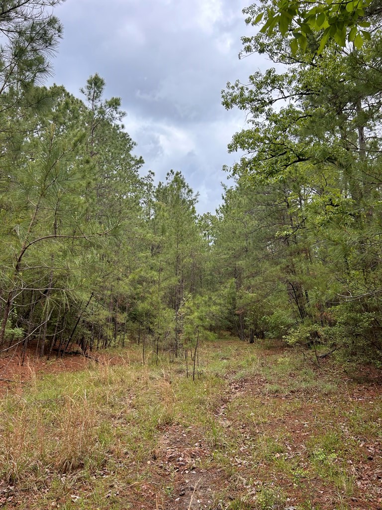 R35819 Crooked Branch Road