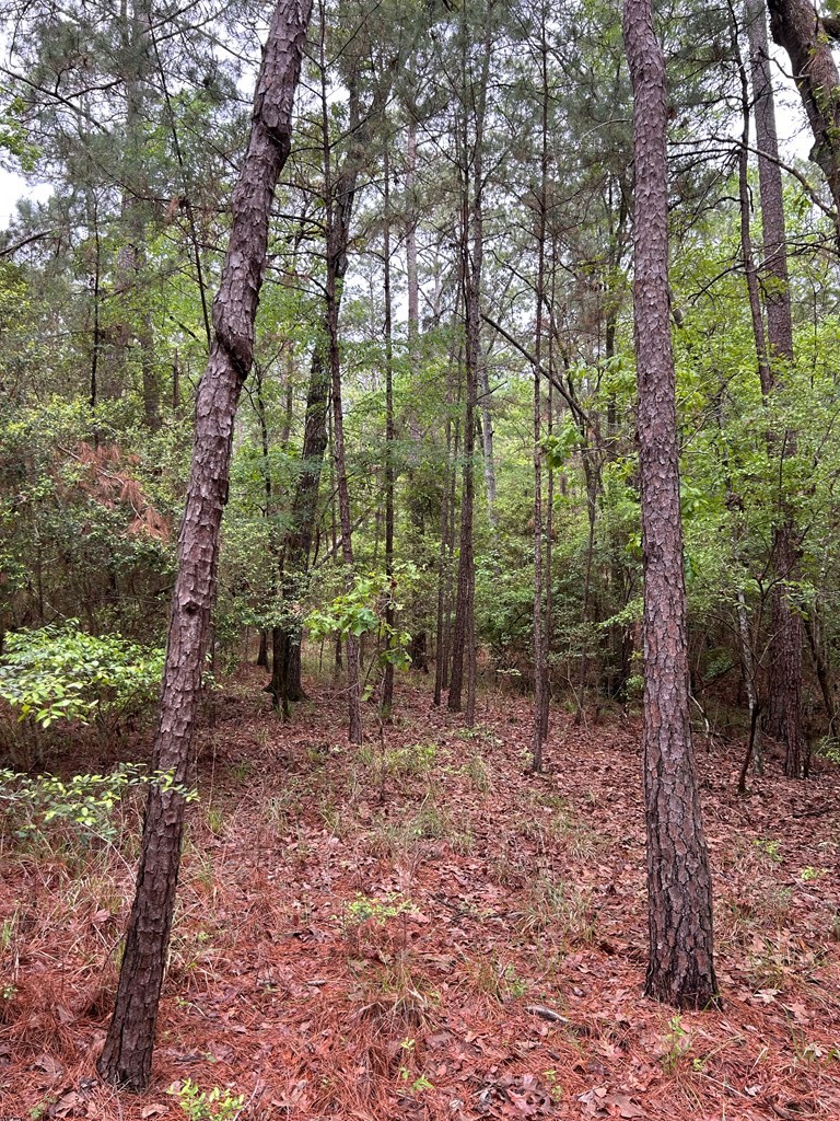 R35819 Crooked Branch Road