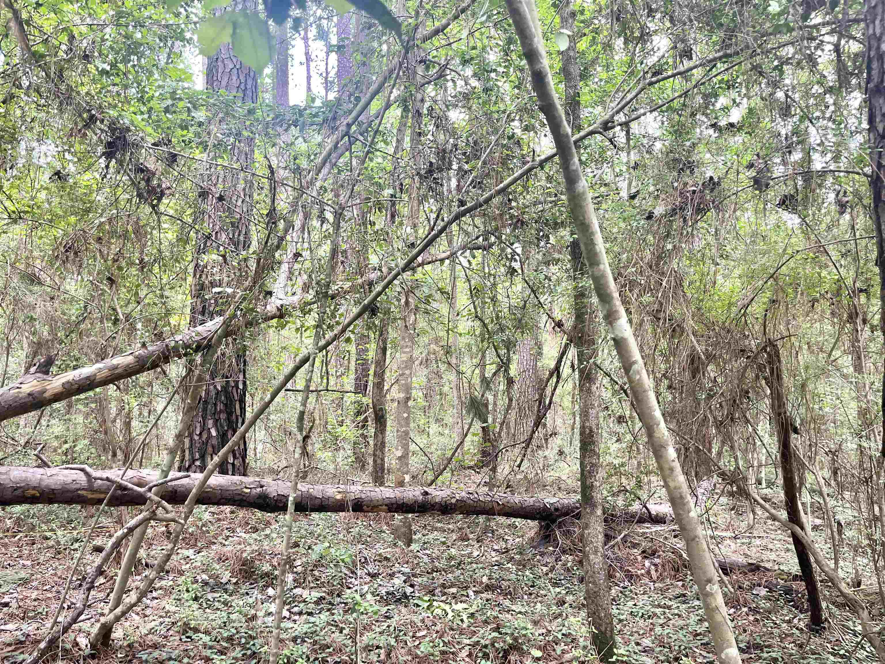 Lot: 532 Starfish Dr.