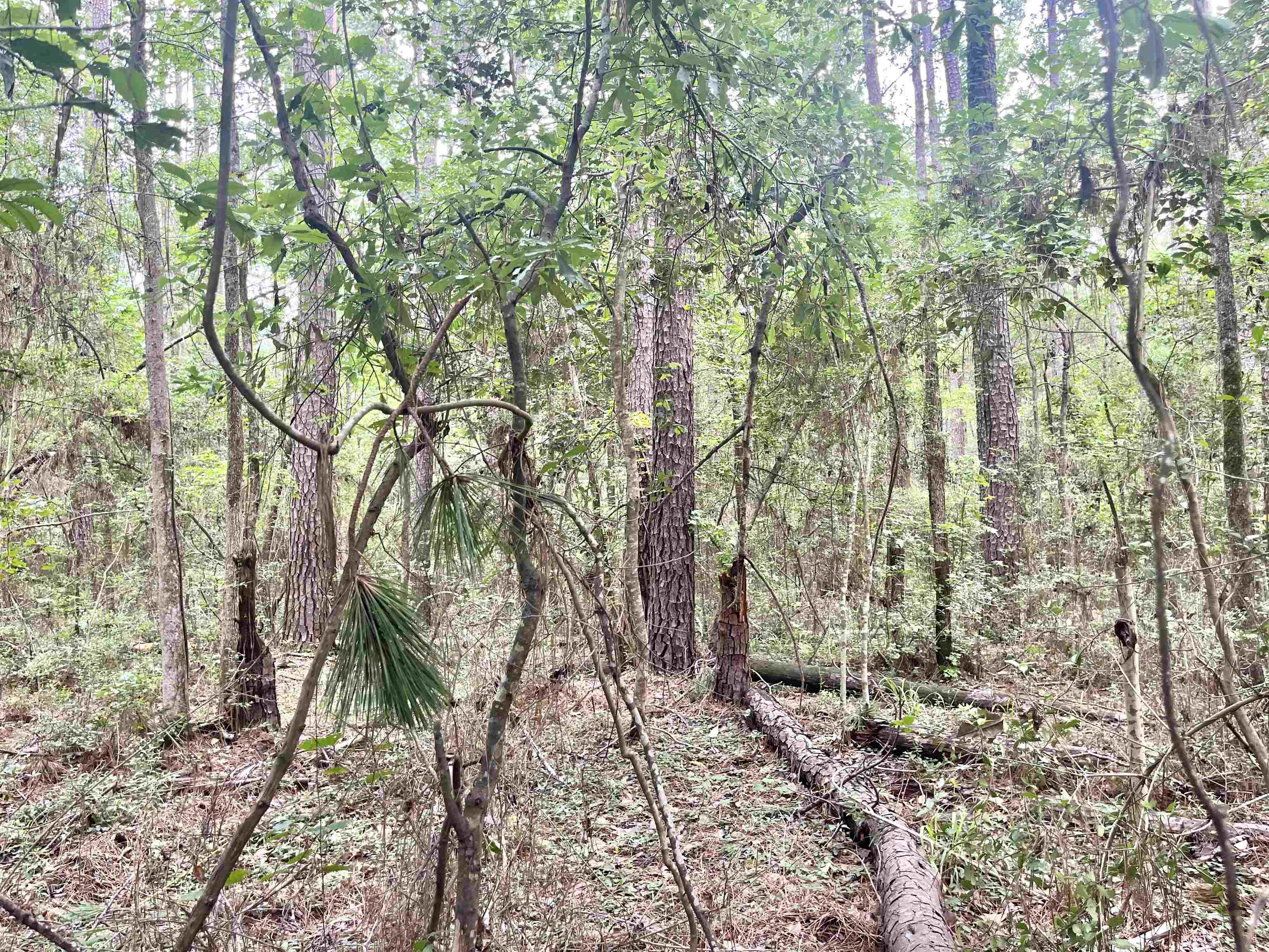 Lot: 532 Starfish Dr.
