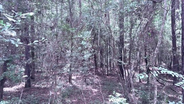 COUNTY RD 2775, COLMESNEIL, TX 75938 - Image d4632d5a5745b32c4cbf60a89eddad21/1099171271
