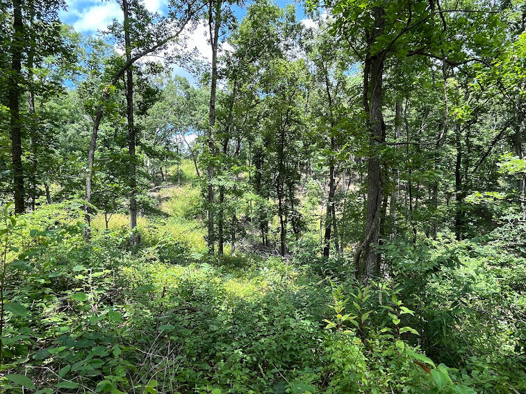 10 Acres of beautiful wooded land for hunting or you can even to build your dream home in Aurora schools. Beautiful views possible with a little clearing or use for hunting.