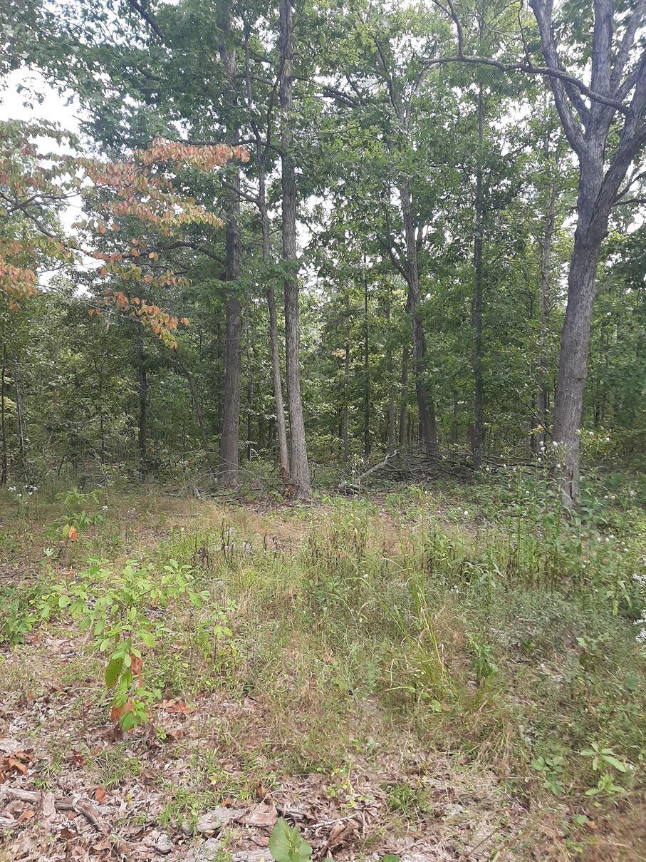 Beautiful timberland in the heart of South Central Missouri. Prime real estate for hunting with another 30 acres available to the West side of the road. Marketable timber, ponds, and wet weather creeks.