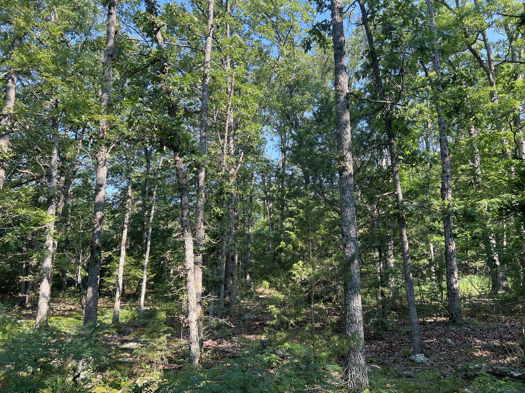 Original Plat - Farm