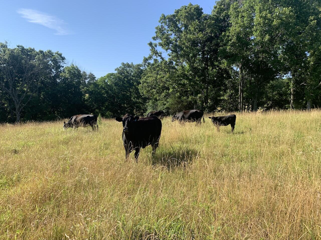 N/A - Farm