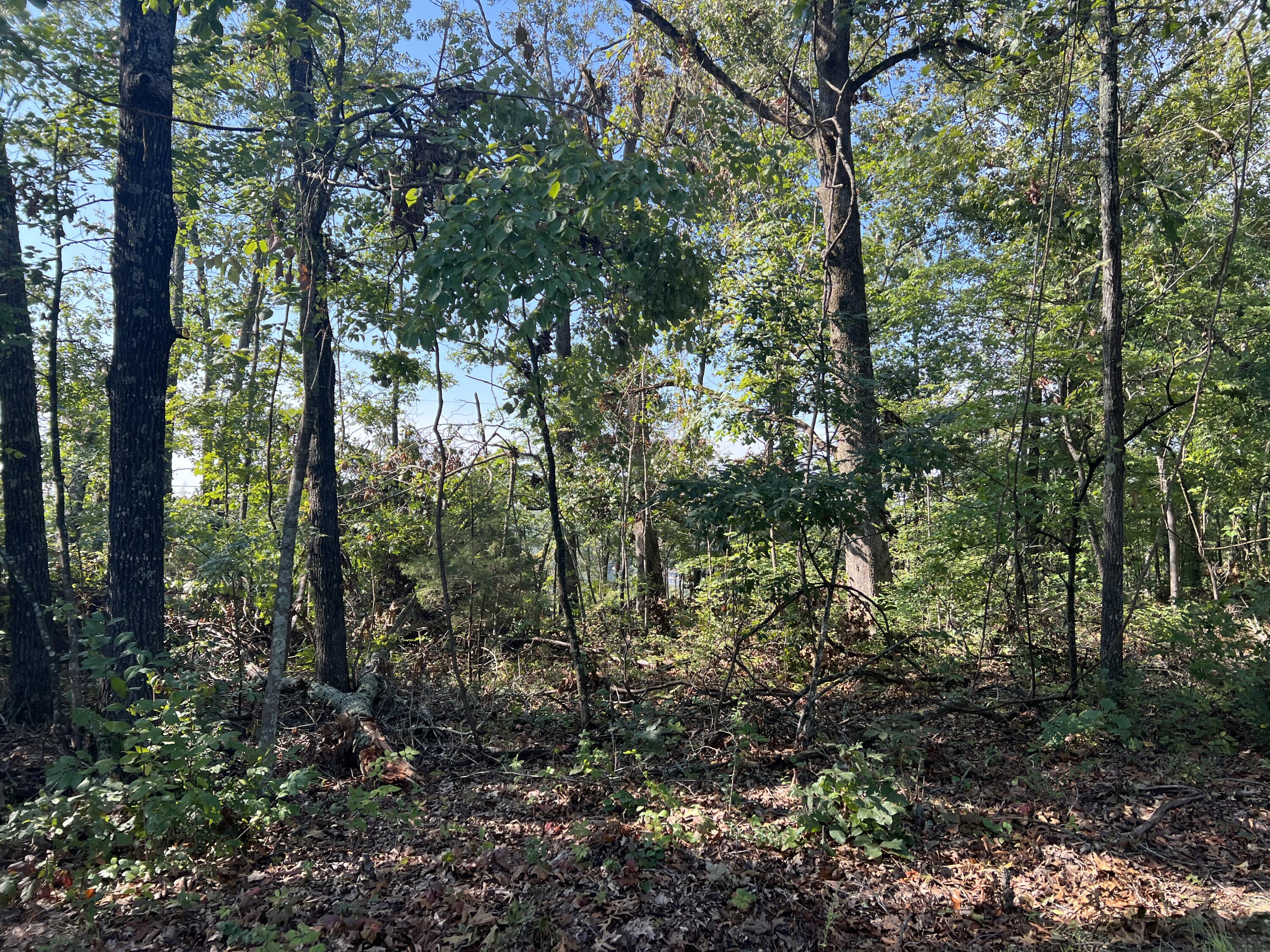 Nice wooded lot with city water and sewer available. Located in a nice subdivision just minutes from beautiful Bull Shoals Lake. If your looking for a nice spot to build you weekend or forever home come take a look. There are restrictions no camping or mobile homes.