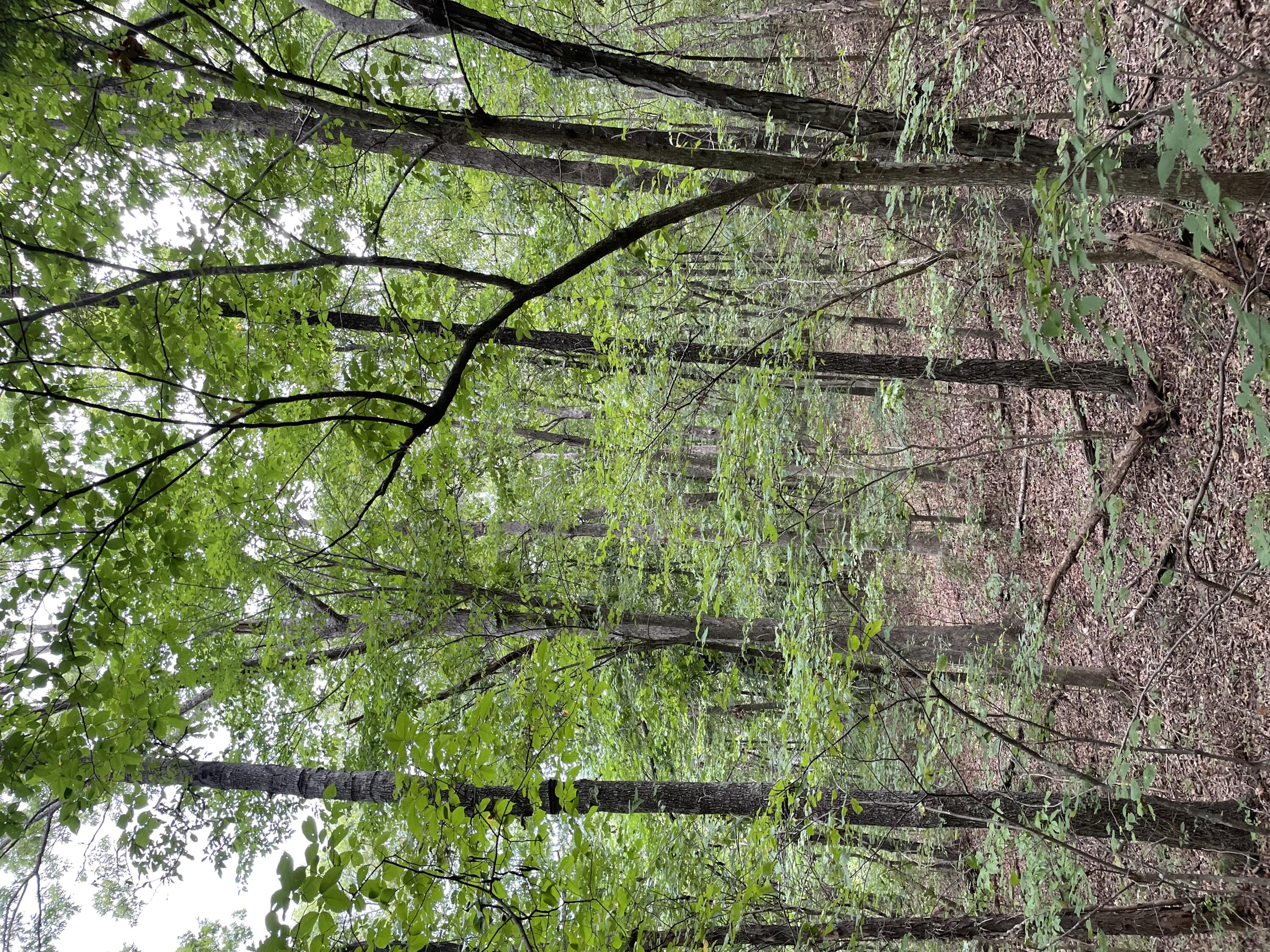 Timber Ridge Est - Land