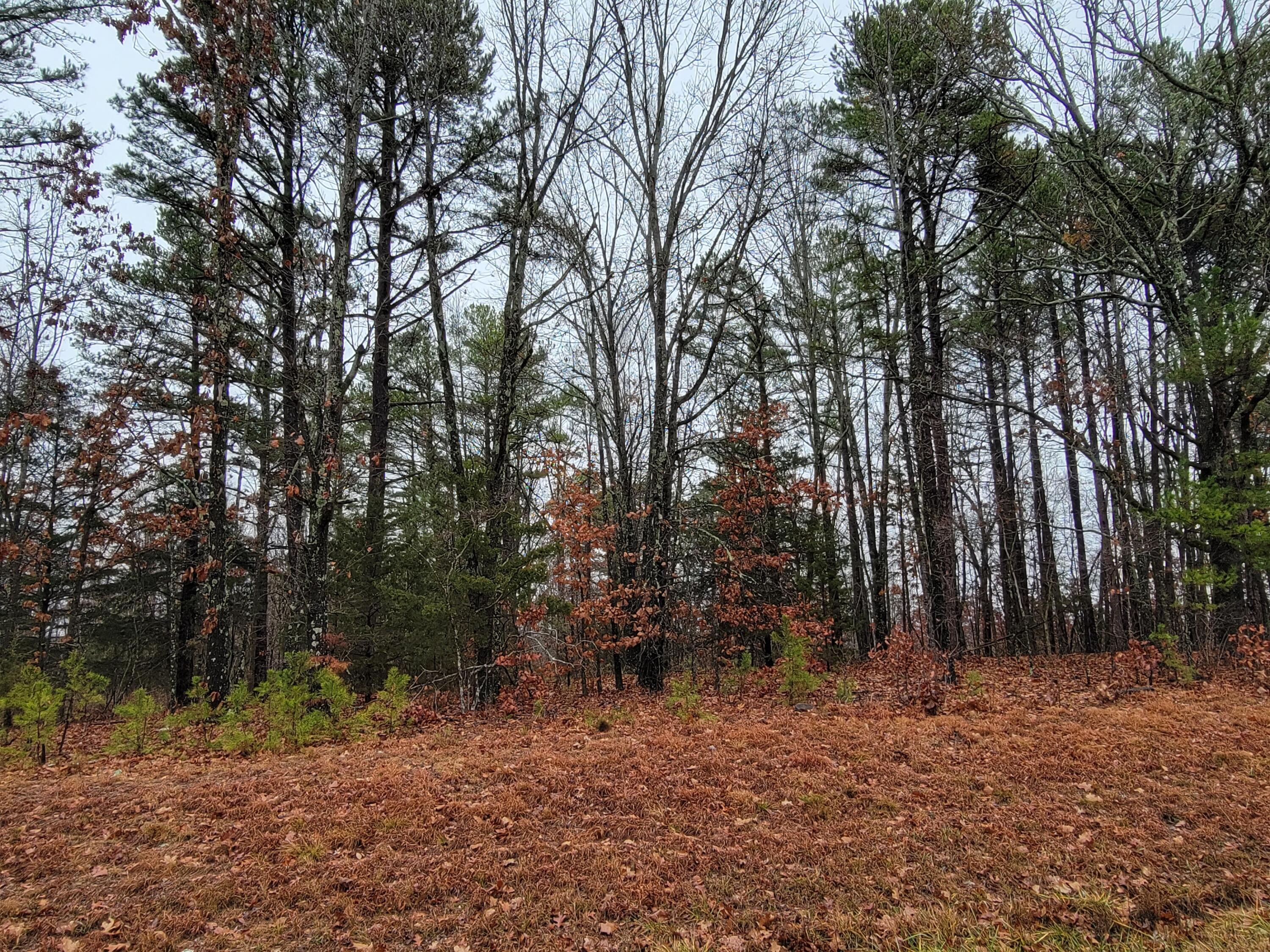 HUNTING PROPERTY right on a state hwy. State hwy 14 right to the property. 17 miles east of the Ava Square. You can build your dream home or just keep for pleasure. Priced to sell at only $2,000. per acre makes this a great buy. Marketable timber as well. This property is within a few miles of the Bryant Creek State Park. Looking for that special get away? This is it!