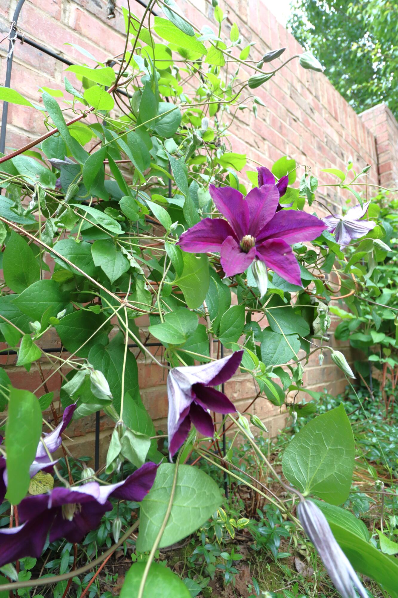 Fox Grape - Residential