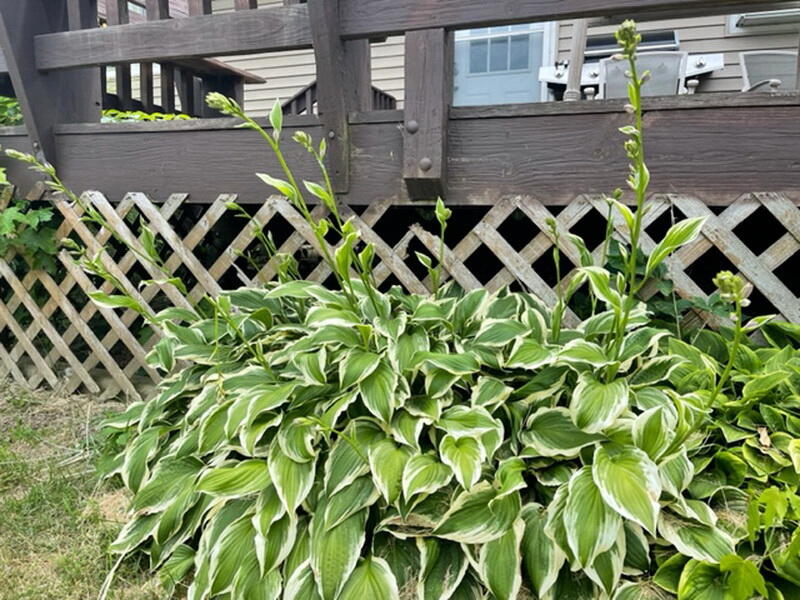 Hickory-Not in List - Residential