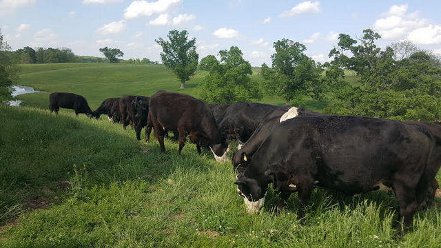 N/A - Farm