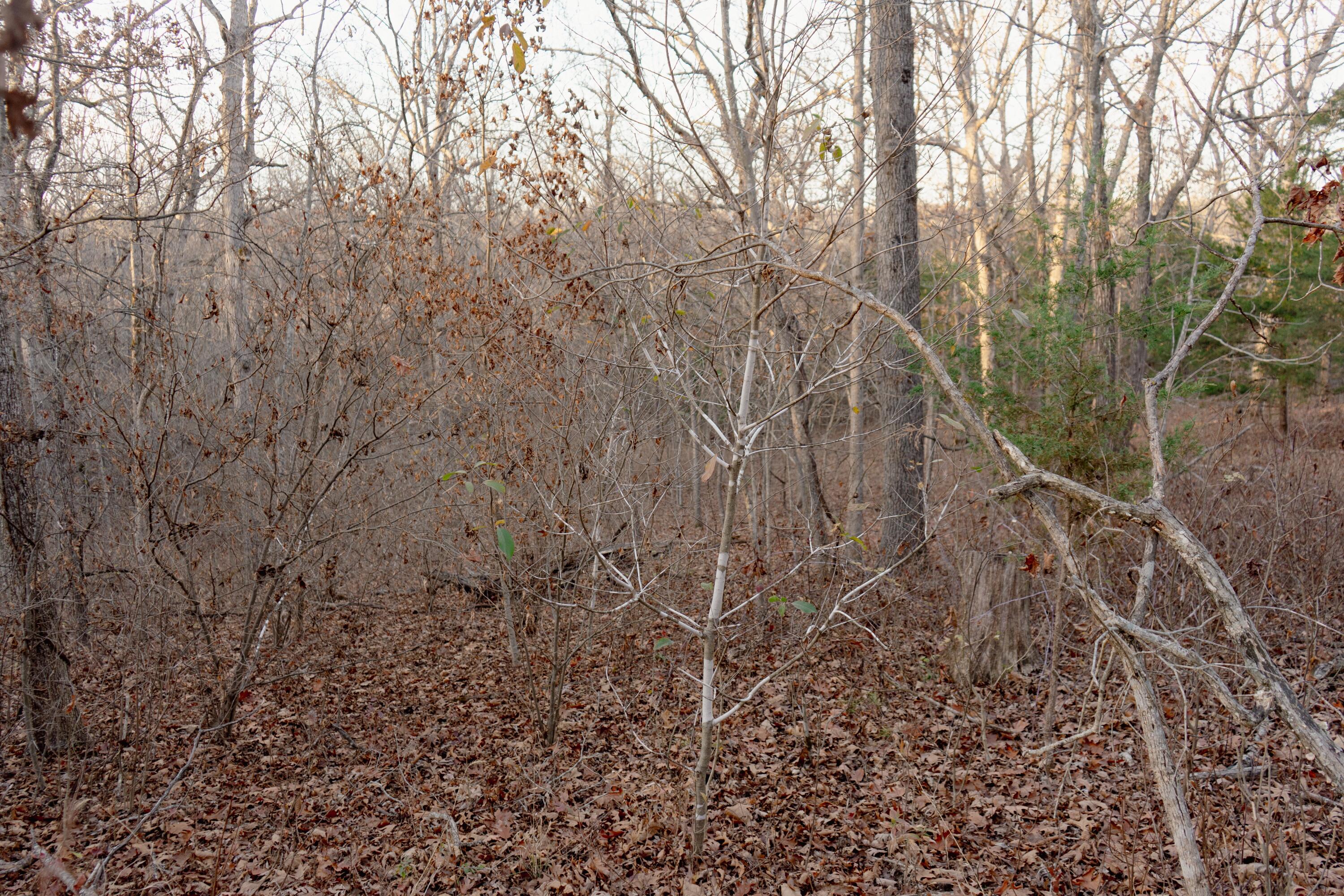 Hickory-Not in List - Land