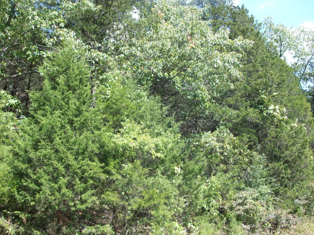 Woodleigh - Land