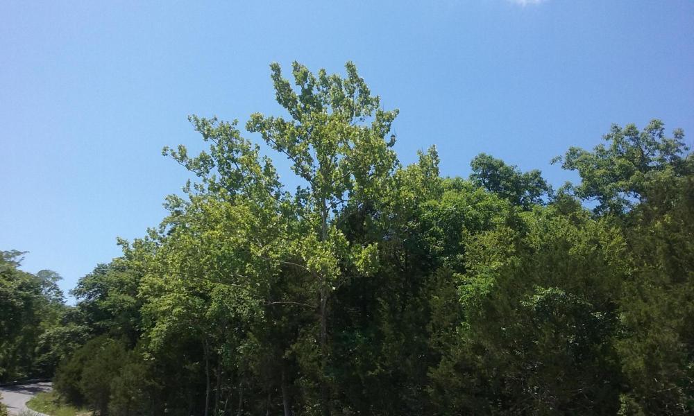 Woodleigh - Land