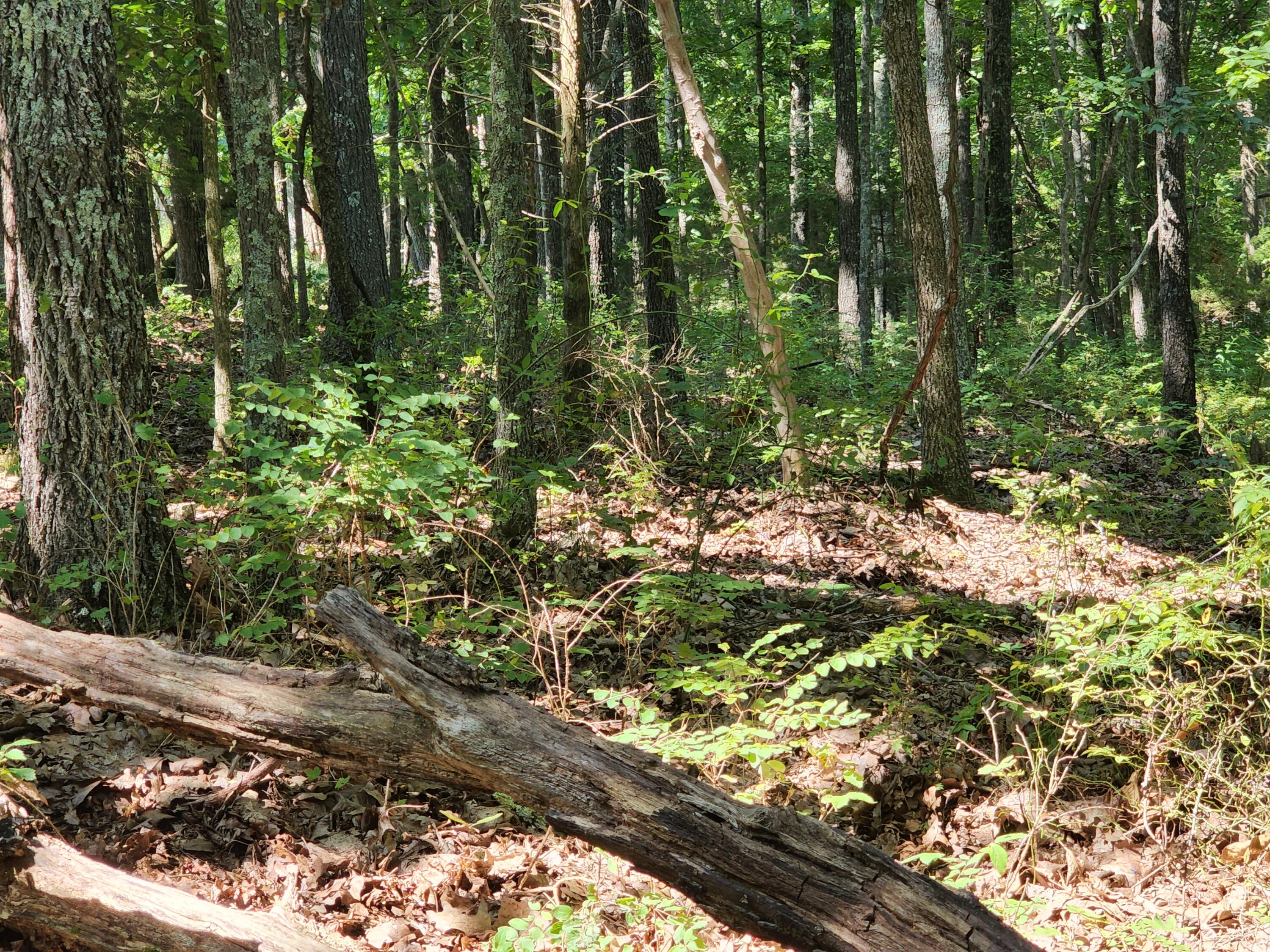 Buck Fever Boondocks - 266 secluded acres m/l that may be home to that elusive buck and his brothers, along with turkey hunting. Hunters a place to hang your stands, sow your food plots, a place to make memories with your family and friends if you care to share. Electric, well that hasn't been used in recent years, 65% m/l wooded, rest in hay/pasture, springs, sugar creek, ponds, two road frontages, ATV trails, building sites, present use cattle grazing, hunting.  Smaller parcels may be available.