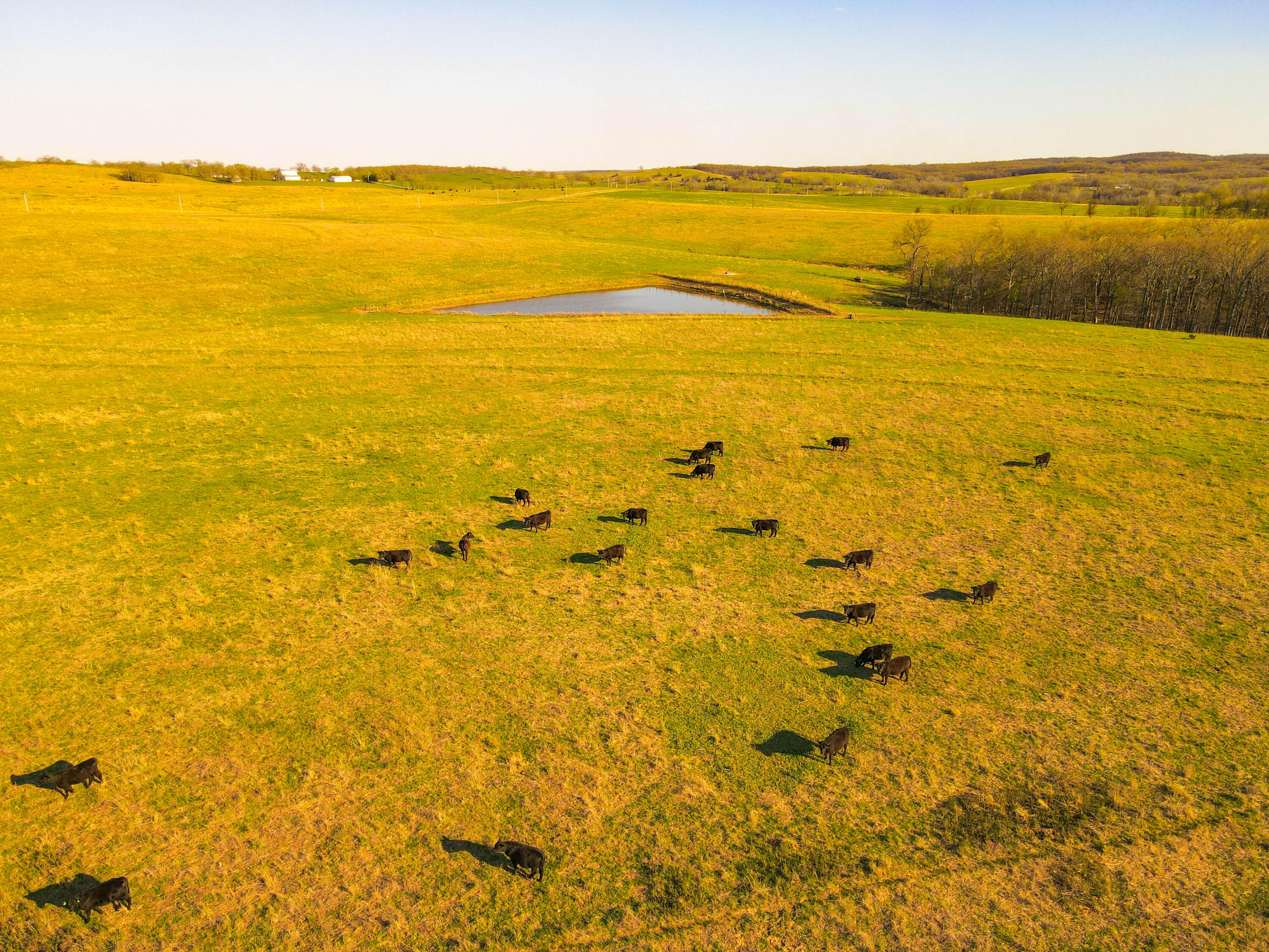 Cattle Ranch For Sale Edwards Mo501.9+\-ac located on blacktop north of Edwards Mo in Benton County. 2 huge barns, well, electric, freeze proof water tanks scattered throughout the farm, 7 ponds, fenced and cross fenced and a valley with a spring that is beautiful. This farm is cattle ready, loaded with deer and Turkey and has several beautiful build sites. Approximately 85% I'd fescue and clover pasture the remainder is Ozark timber with oaks, walnuts, and hickory. Excellent access from blacktop highway, the main entrance is at the intersection of DD and FF Highway. Lake of The Ozarks is just down the road. Farm For Sale Missouri This is a beautiful farm with rolling hills of pasture and timbered draws. Pasture is primarily fescue and clover with great fence and cross fenced. There are currently 5 separate paddocks, all pastures have buried water line with freeze proof water tanks. There are also ponds in each pasture with freeze proof water tanks. The fences are cattle tight and ready to unload your herd. The 2 barns are 100' long, one of them has cattle pens and working facilities. They both will house hay and equipment. You will drive all over the country looking for a cattle farm of this caliber for this price.  Each paddock has a draw with trees for shade and plenty of good hay ground. There is a timbered area on the north section that offers excellent deer and Turkey hunting opportunities. There is also a spring in the valley with beautiful views for miles.