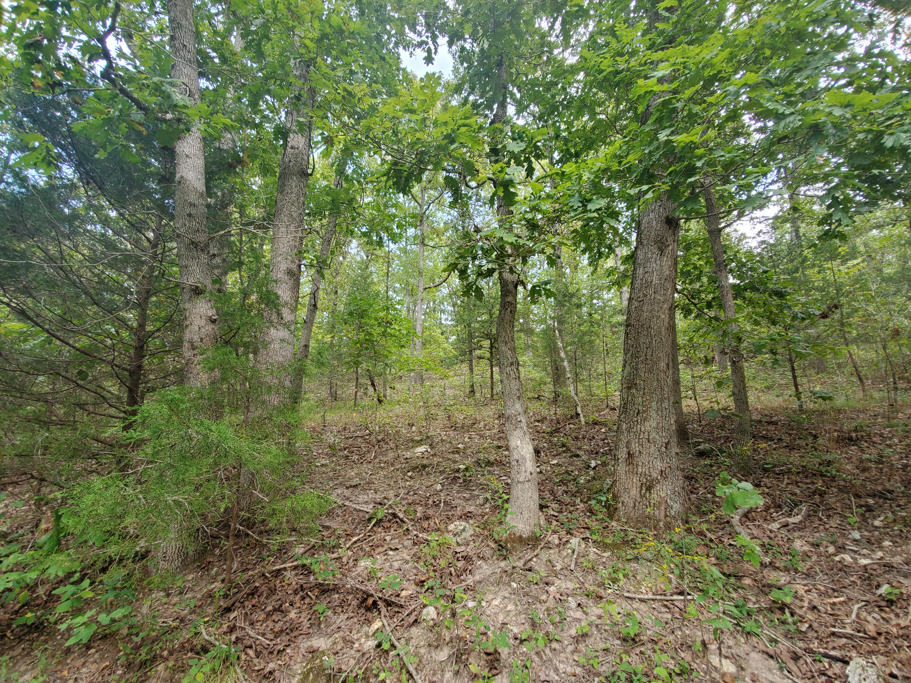 Lake Taneycomo Woods - Land