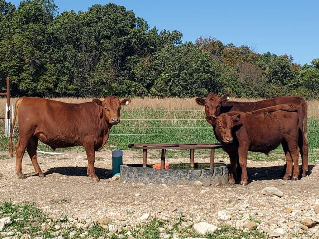 N/A - Farm