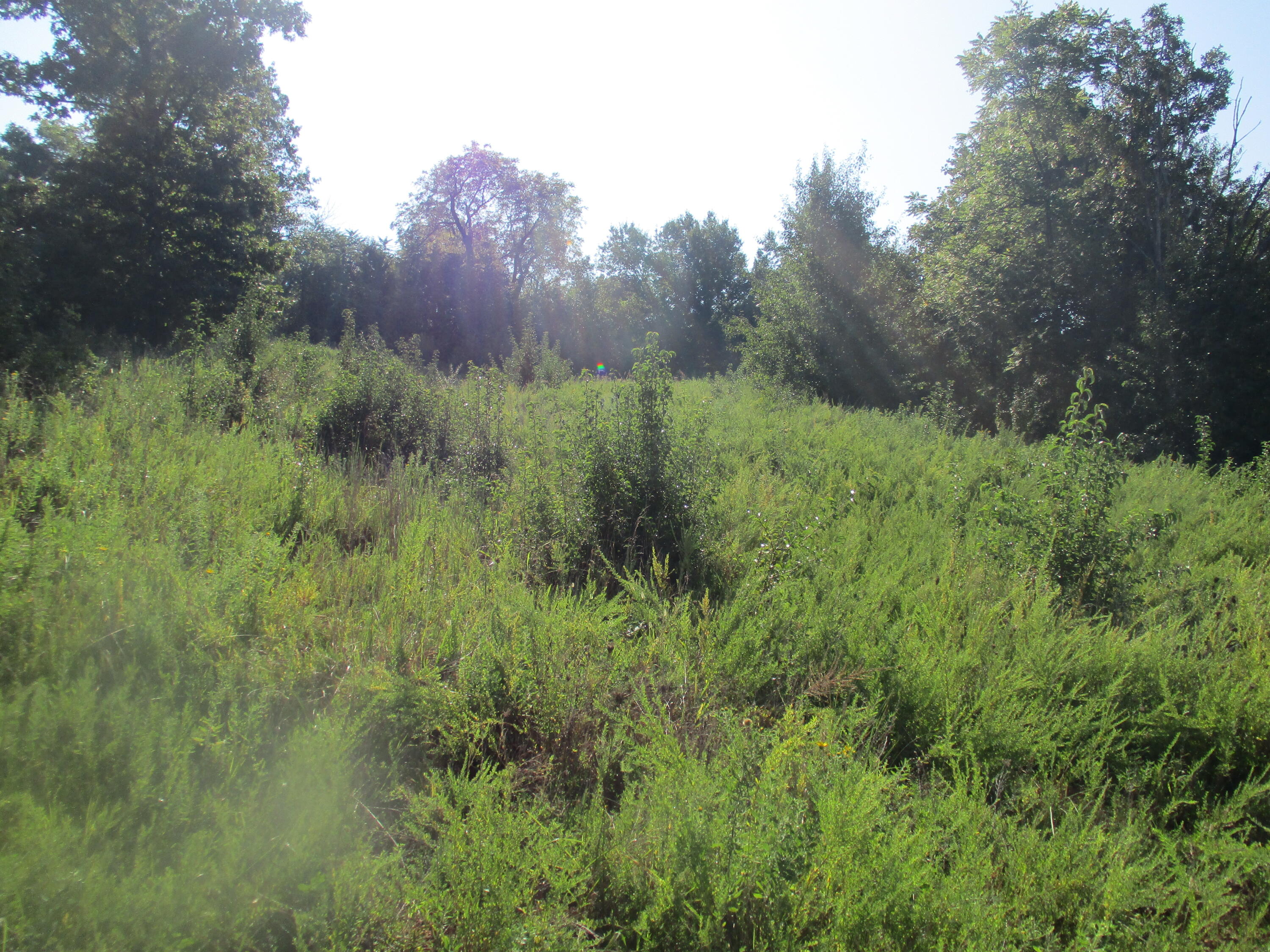 2.26  ACRES - Zoned Commercial - Located inthe city limits.  City water & sewer.  Located on BB Hwy.   Priced $89,900.00.